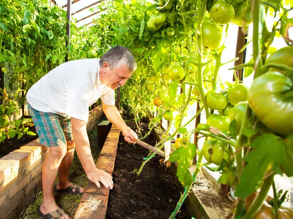 Человек выращивает урожай в теплице — стоковое фото