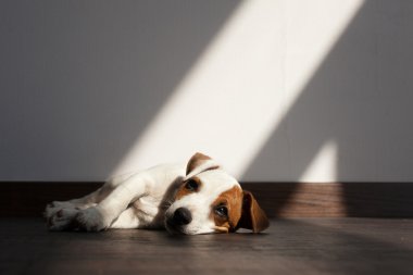 Köpek yavrusu hastalık