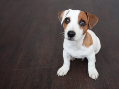 Köpek yavrusu