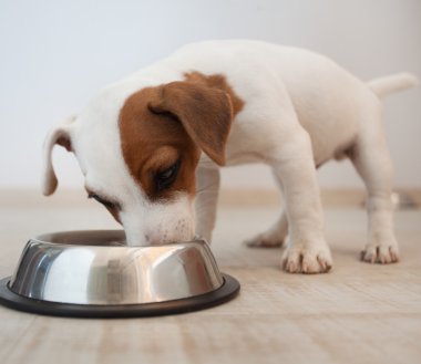 Yavru Köpek Yeme