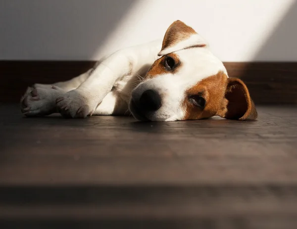 Enfermedad del cachorro — Foto de Stock