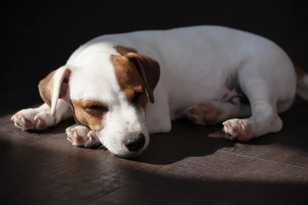 Cachorro durmiendo — Foto de Stock