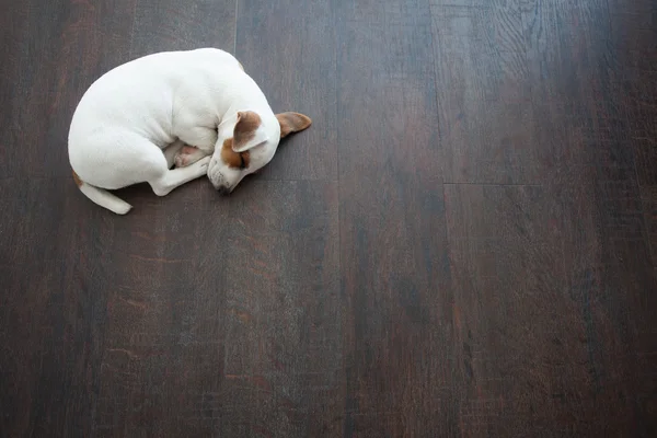 Uyuyan bir köpek yavrusu