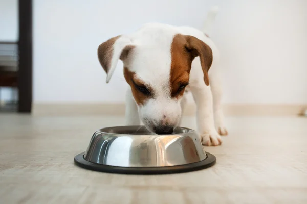 강아지먹기 — 스톡 사진