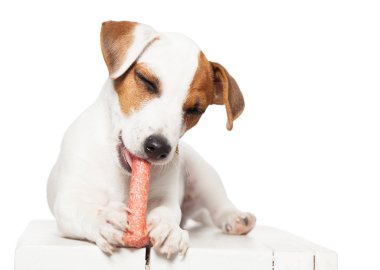 kemik ile köpek yavrusu