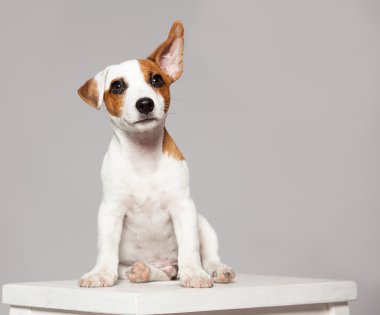 Köpek yavrusu