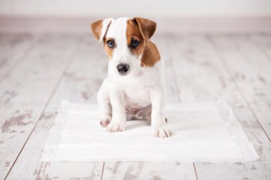 Emici çöp köpeklerine