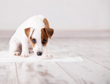 Emici çöp köpeklerine