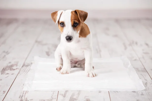 Cachorro en camada absorbente — Foto de Stock