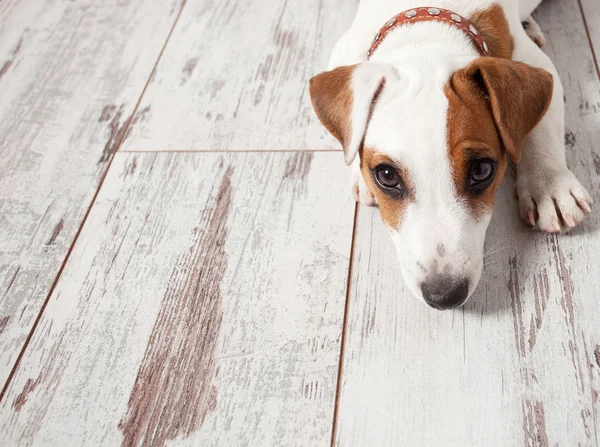 Cachorro — Foto de Stock