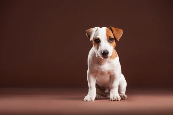 茶色の背景の子犬 — ストック写真
