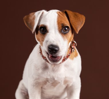 Köpek yavrusu