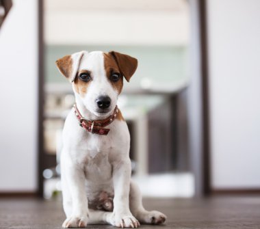 Köpek yavrusu