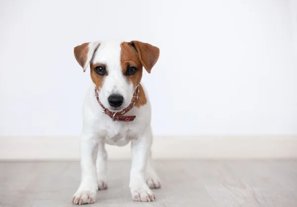 Köpek yavrusu — Stok fotoğraf