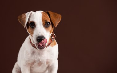 Yalama köpek yavrusu