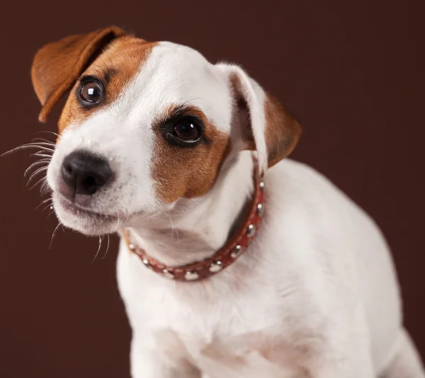 Цікаво собаки цуценя — стокове фото