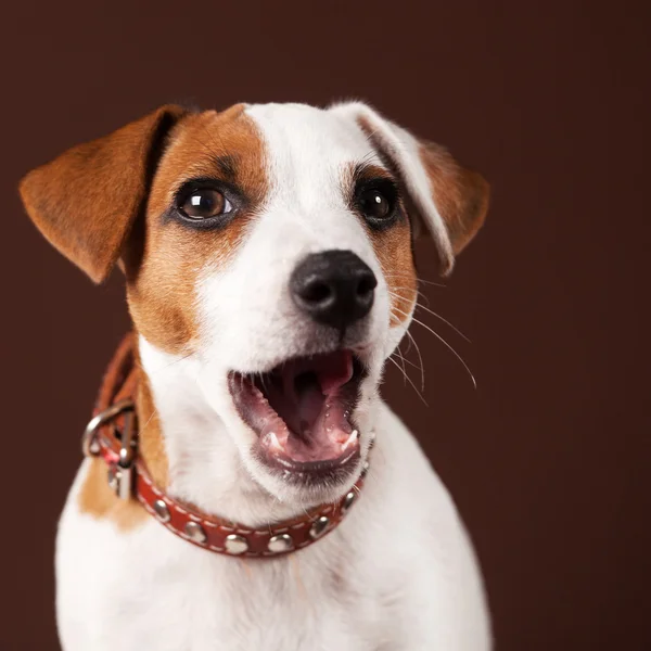 Filhote de cachorro surpreso — Fotografia de Stock