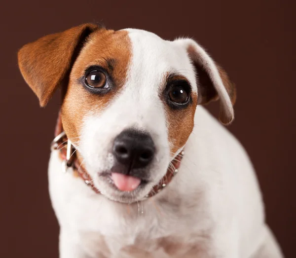 Собака показывает язык — стоковое фото