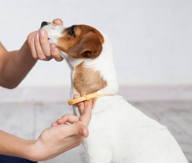 Köpek tasması pireler ve keneler karşı