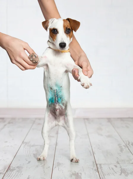 Dog with a scar — Stock Photo, Image