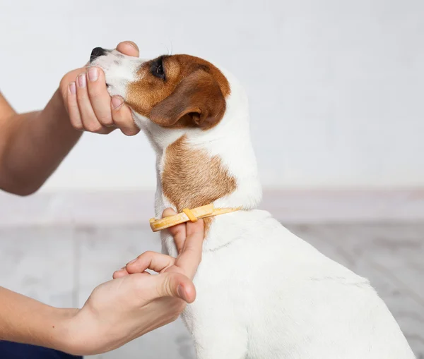 Collare per cani contro pulci e zecche — Foto Stock