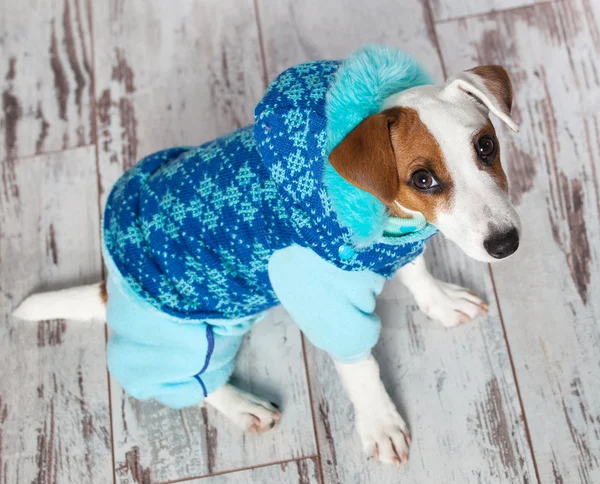 Hond in winterkleren — Stockfoto