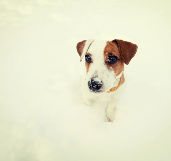 Perro en invierno — Foto de Stock