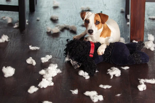 Cães mimando em casa — Fotografia de Stock