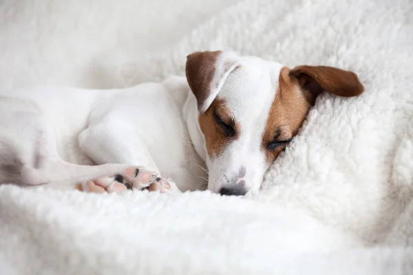 Perro durmiendo en una cama — Foto de Stock