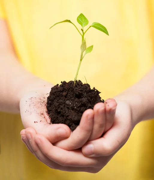 Child holding a sleedling — Stock Photo, Image