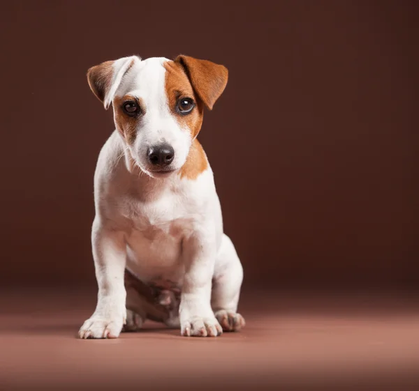 Cachorro sobre fondo marrón — Foto de Stock