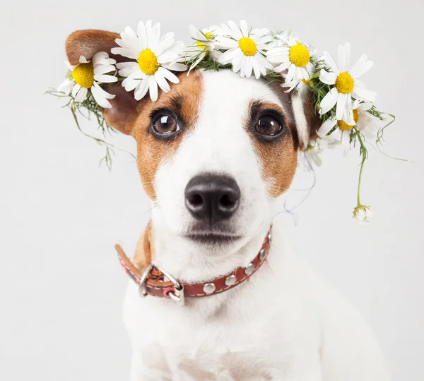 Perro con una corona de margaritas en la cabeza — Foto de Stock