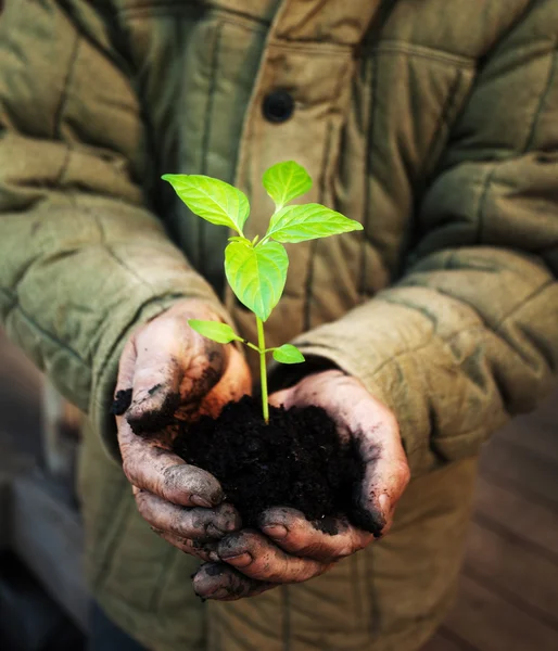 Hands holding green sapling with soil — Stock Photo, Image