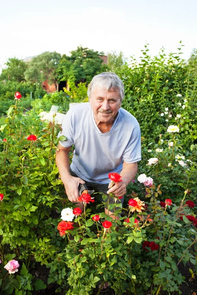 Man caring for roses in the garden — Stock Photo, Image