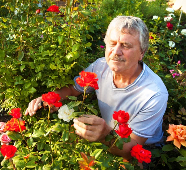 Férfi gondozza a rózsákat a kertben — Stock Fotó