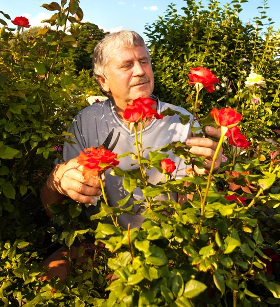 Man caring for roses in the garden — Stock Photo, Image