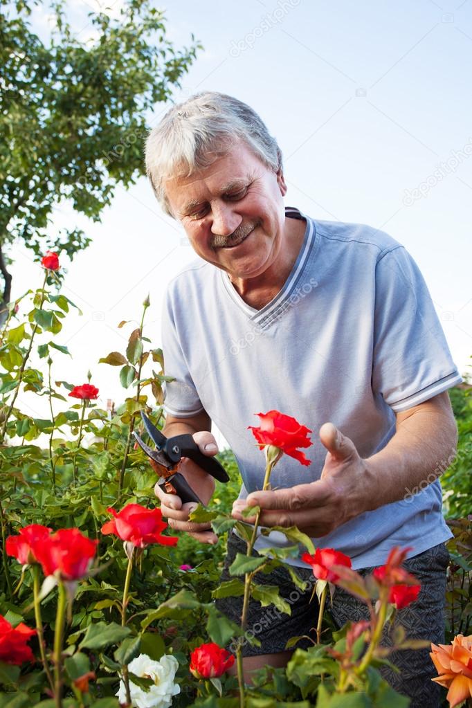 Man caring for roses in the garden