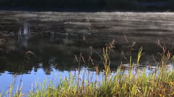 Stomen van de rivier in de natuur — Stockvideo