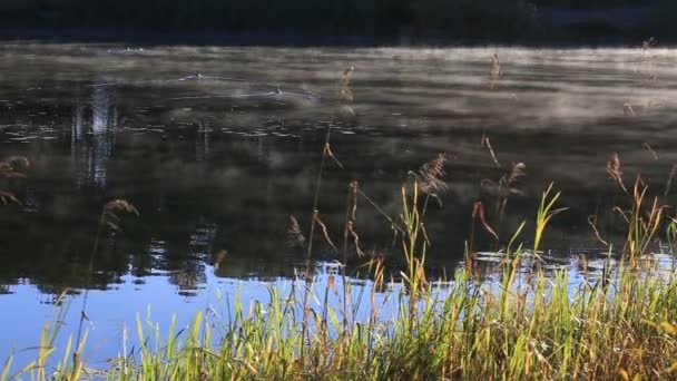 Dampende rivier time-lapse in de natuur — Stockvideo