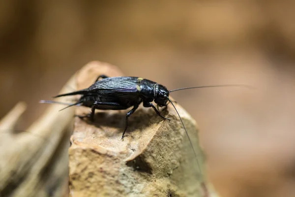 Twee-spotted cricket — Stockfoto