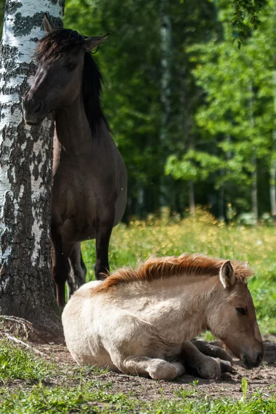 Cavalo com garanhão — Fotografia de Stock