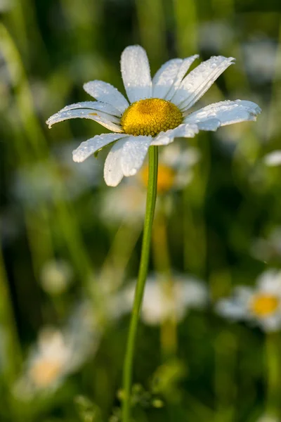 Daisy kwiat w polu — Zdjęcie stockowe