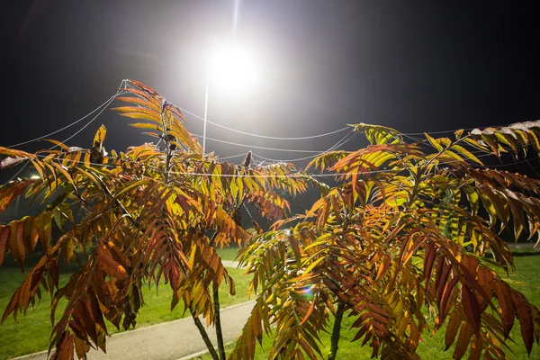 Ceniza en la noche con niebla — Foto de Stock