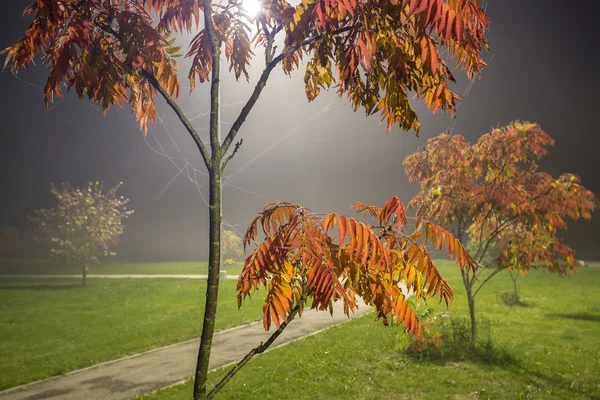 Ceniza en la noche con niebla —  Fotos de Stock