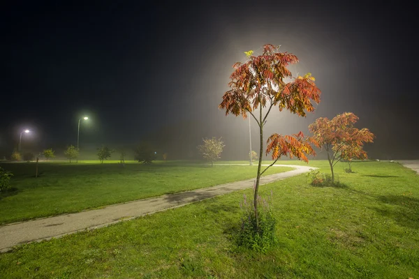 Frassino di notte con nebbia Fotografia Stock