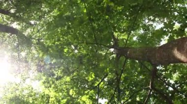 Güneş ağacı yaprakları yanar