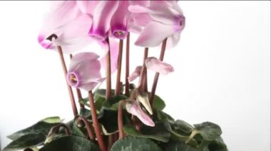 Pembe Siklamen izole timelapse