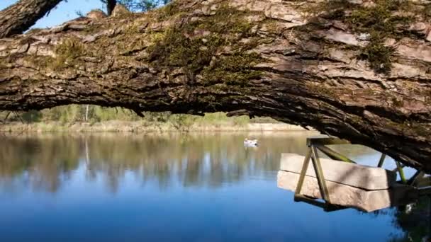 나무와 강에 태양 광선 — 비디오