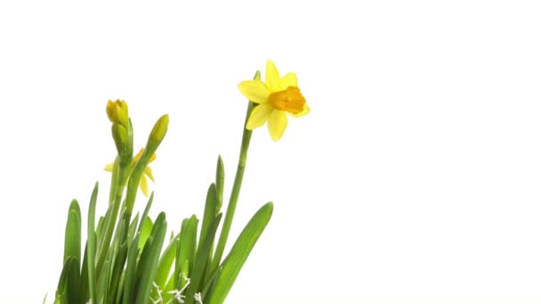 Narciso amarillo Floreciendo sobre blanco — Vídeo de stock