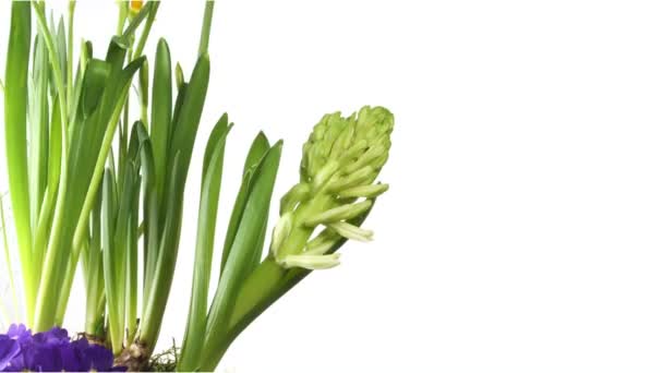 White hyacint Flower Bulb bloeien op wit — Stockvideo